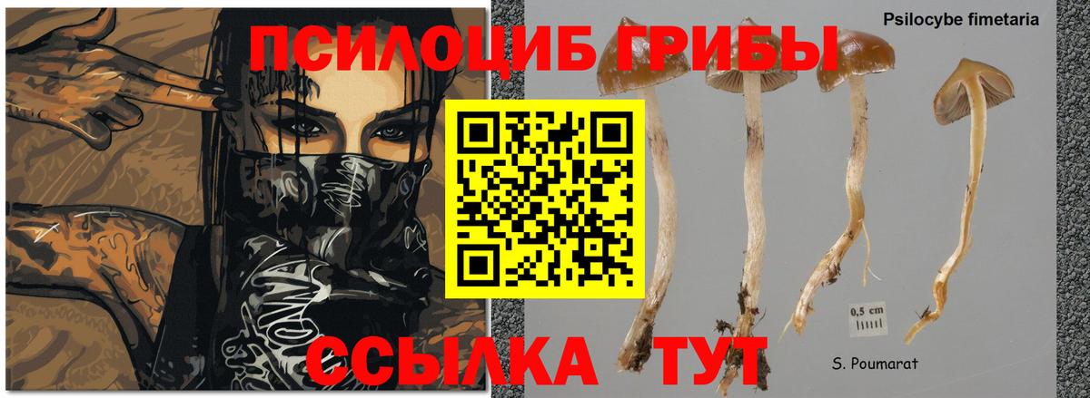 Псилоцибиновые грибы Cubensis Отрадное